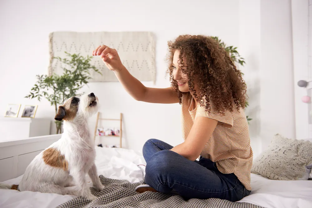 Pet Safe Carpet
